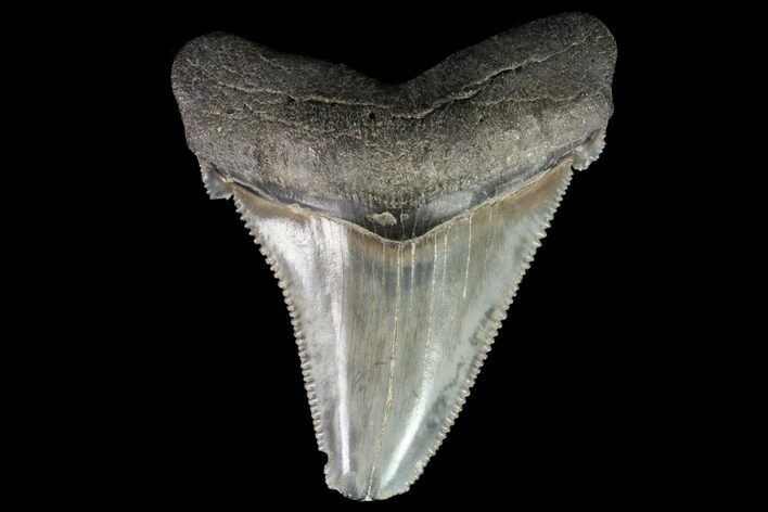 Serrated, Angustidens Tooth - Megalodon Ancestor #75264